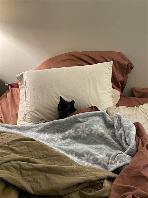 Tucked In Kitties