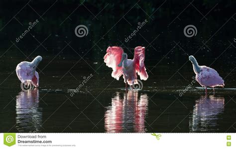 Roseate Spoonbills In The Golden Hour J N Ding Darling Nat Stock