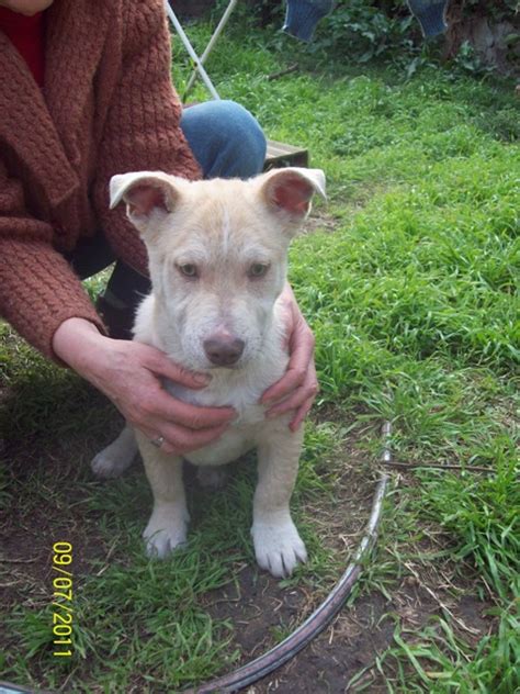 Adoptándonos Penélope Hermosa Cachorrita Color Arena Está En Adopción