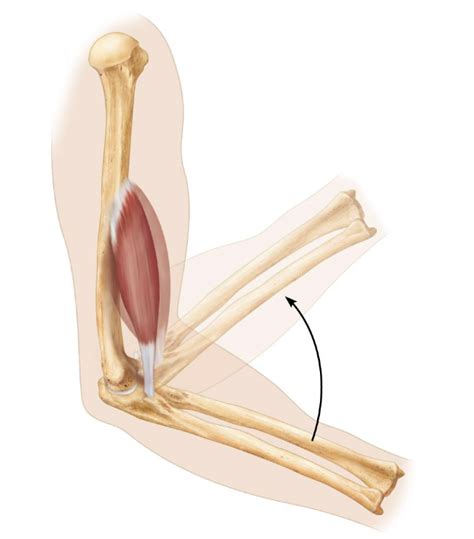 Muscle attachments (origin and insertion) Diagram | Quizlet