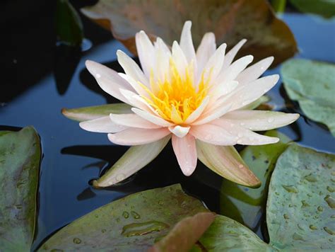 Nymphaea Sweet Pink HxT ISG Water Lily Thailand 002 Flickr