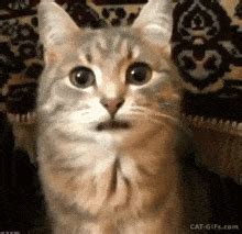 Cat Tongue Meme - Cat tongue - Discover & Share GIFs