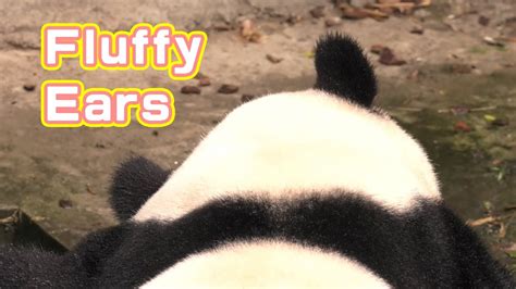 Close Up Of Pandas Fluffy Ears Ipanda Youtube