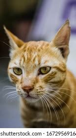 Indian Billi Breed Known Indian Common Stock Photo (Edit Now) 1672956916