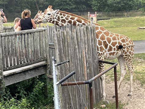 Is Six Flags Nj Safari Open at Shelley Siegel blog