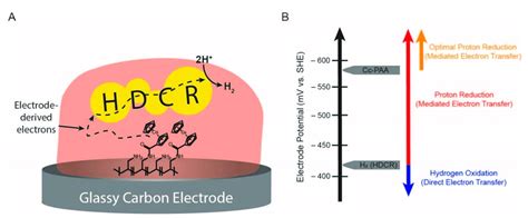 A In The Mediated Electron Transfer System Electrons Are Passed From