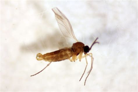 Diptera Nematocera UNBC BIOL 322 Entomology