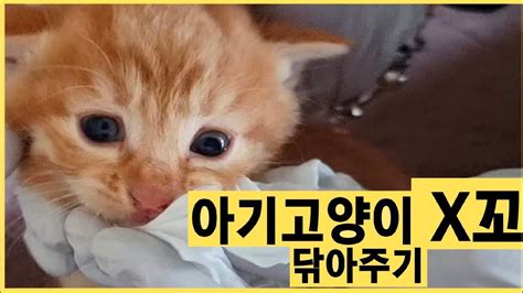 아기고양이 X꼬 닦아주기 엄마 우리 옆집으로 이사가요 YouTube