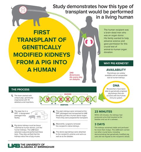 Scientists Successfully Transplant Two Kidneys From A Genetically