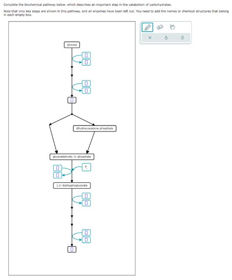 Solved Complete The Biochemical Pathway Below Which Chegg