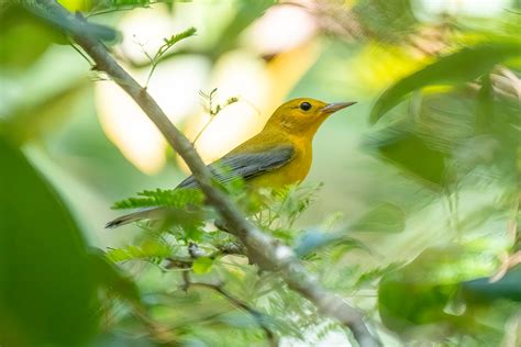 Wild Things Yellow Birds Yellow Robes