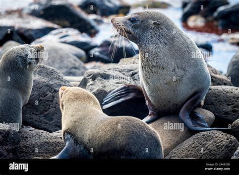 australian fur seal  res stock photography  images alamy