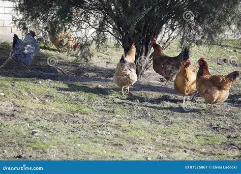 Gallina Vieja Imagen De Archivo Imagen De Gallina Resplandeciente