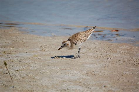 Black Bellied Plover Audubon Field Guide