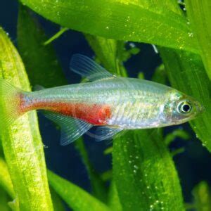 TETRA GREEN FIRE Aphyocharax Rathbuni Aquatics Unlimited