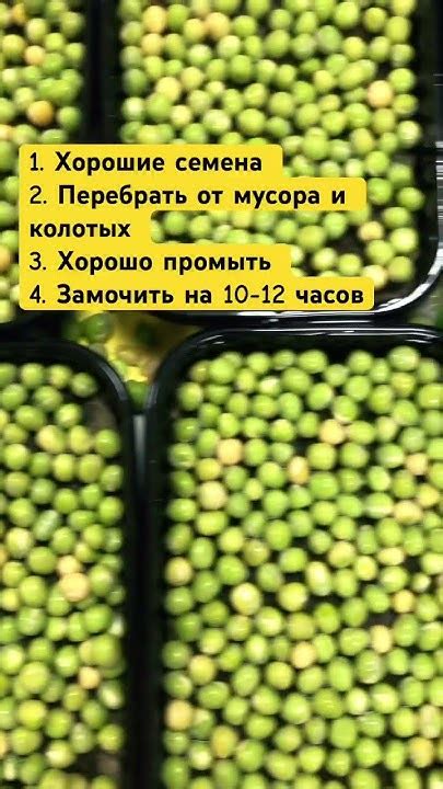 Микрозелень горошка #горошек #семенагорошка #семена #мадрас #даогрин # ...
