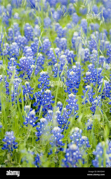 Bluebonnets The Texas State Flower Stock Photo Alamy