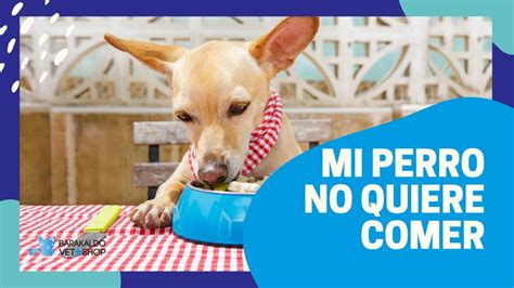 Descubre Porque MI PERRO NO QUIERE COMER Barakaldo Vet Shop YouTube