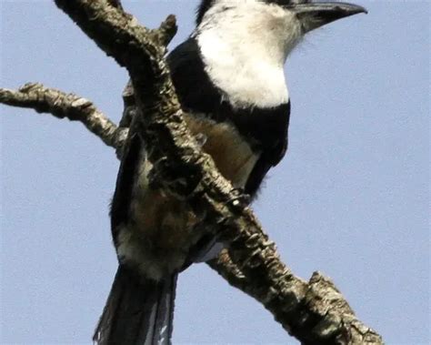 Buff-bellied puffbird - Facts, Diet, Habitat & Pictures on Animalia.bio