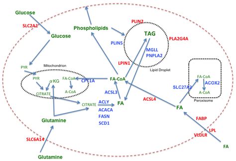 Fatty Acid Metabolism In Breast Cancer Color Code Red Genes More