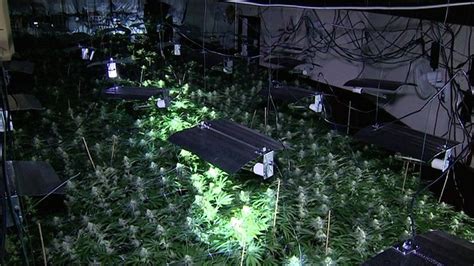 Arrests As £2 2m Cannabis Farm Found In Doncaster Raid Bbc News