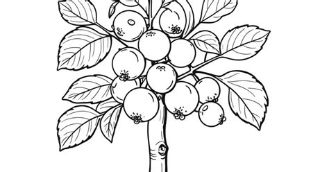 Delícias do Quintal Desenho de Jabuticaba para Colorir