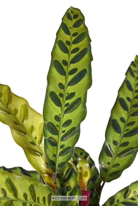 Rattlesnake Plant Care Guide Calathea Lancifolia