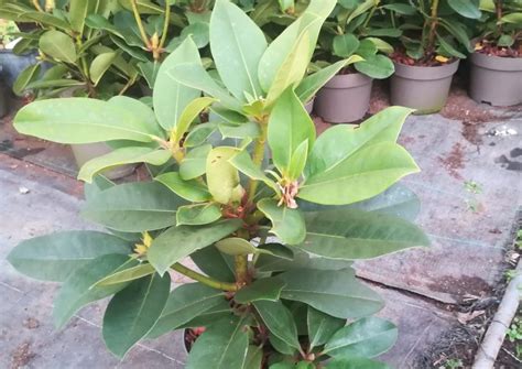 Цъфтящи храсти Архиви - Страница 2 от 2 - Разсадник декоративни ...