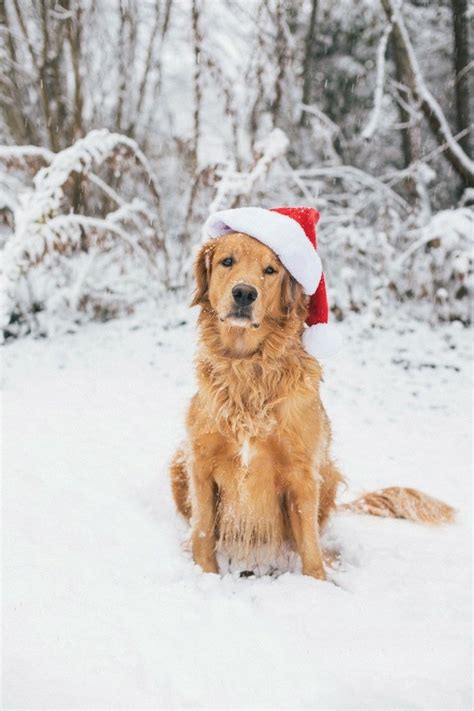 Golden Retrievers Playing in the Snow