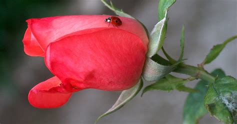 colored garden: a ladybug on a rose