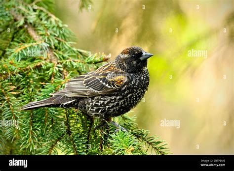 An Immature Red Winged Blackbird Agelaius Phoeniceus Male Perched On