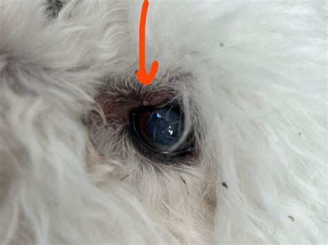 is this a stye on my dogs eye ? : r/DogAdvice