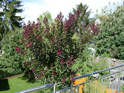 Chinesische Kr Uselmyrte Double Feature Lagerstroemia Indica