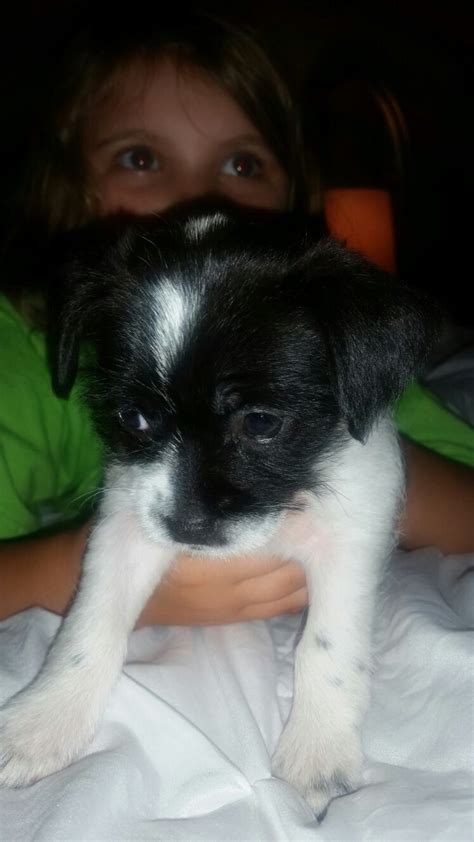 Jack Russell Shih Tzu Mix Puppy Cleo