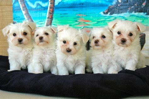 Malteses Litter Maltese Puppy Teacup Puppies Maltese Dogs