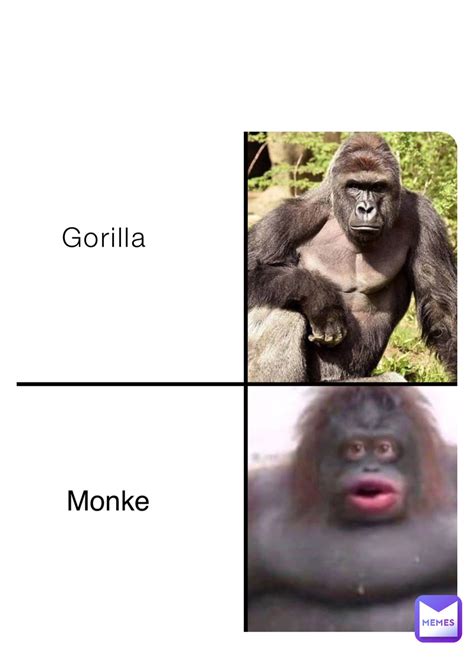 Gorilla Monke | @connor_the_goat | Memes