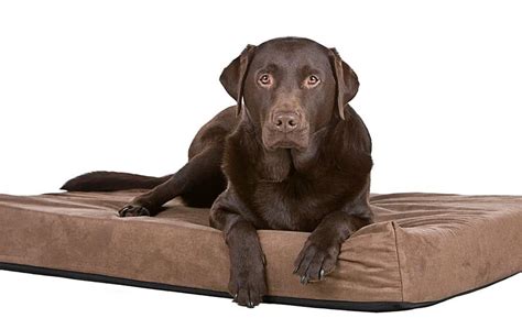 7 Best Dog Beds For Large Dogs In 2020 Canine Weekly