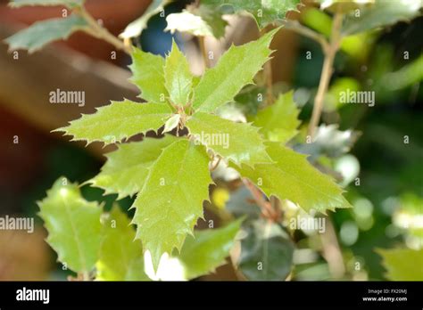 Cork oak leaves Stock Photo - Alamy