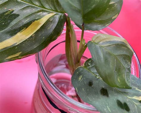 How To Propagate Prayer Plants Maranta With Pictures My Little Jungle