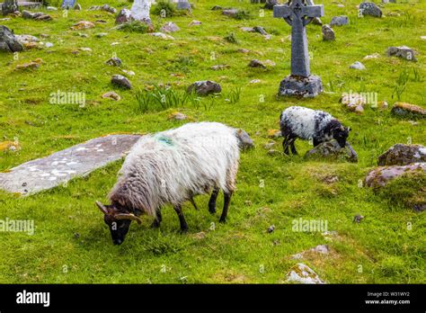 Sheep In Kildownet Old Cemetery On The Wild Atlantic Way On Achill