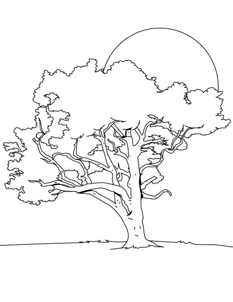 Free Printable Tree Coloring Pages For Kids