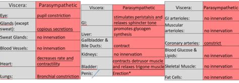 Autonomic NS Flashcards Quizlet