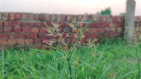 Cyperus Rotundus Coco Grass Java Grass Nut Grass Purple Nut Sedge