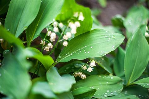 Signification du muguet symboles et traditions derrière les clochettes