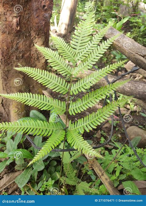 A Wild Plant that Has Unique Leaves Stock Image - Image of jungle
