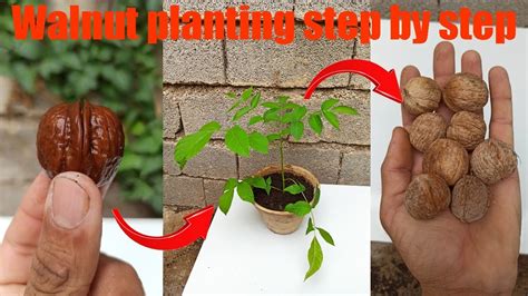 How To Grow A Walnut Tree From Seed YouTube