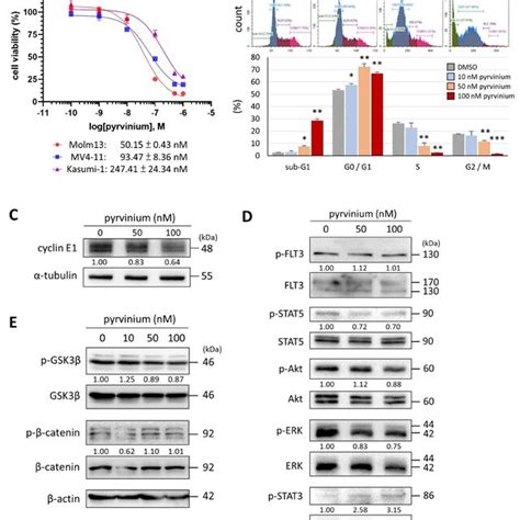 In Vitro Effect Of Pyrvinium Pamoate On FLT3 ITD Harboring Molm13