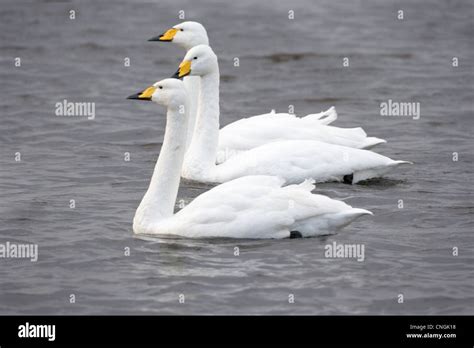 Whooper Swan Cygnus Cygnus Group Of Three Swimming Lancashire Uk