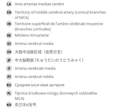 Territory of middle cerebral artery (cortical branches of MCA) - e-Anatomy - IMAIOS