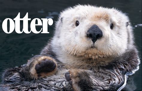 Otter Gay Definition Lalafinformation